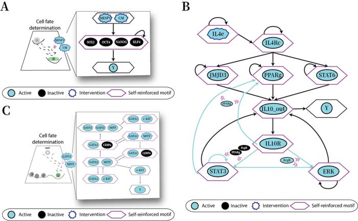 KAIST Finds a Way to Redirect Cell Fate with Just a Single Stimulus