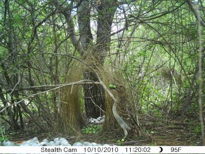 Bowerbird (2 of 3)