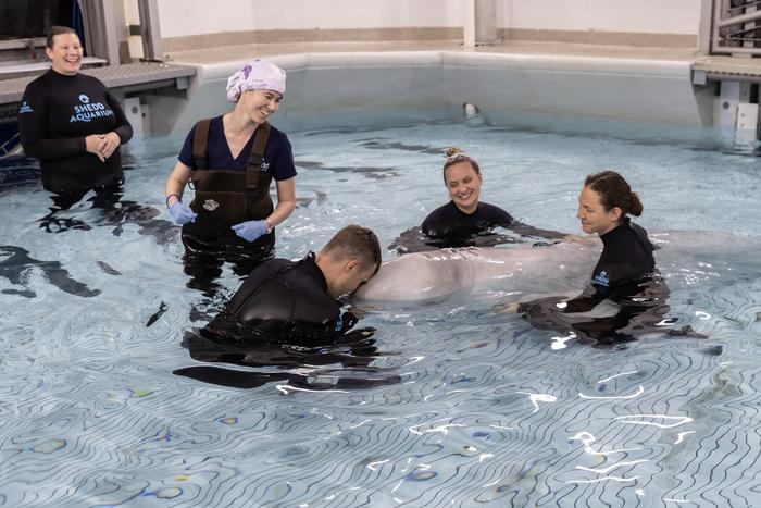 Shedd Aquarium Makes History in Breakthrough Procedure for Kimalu, a Beluga Whale