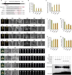 Fig. 1. Targeted mutagenesis of SHAT2, an AP2/ERF transcription factor, affects seed shattering and quality in rice.