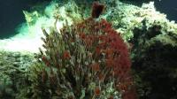 Oasisia Tube Worm