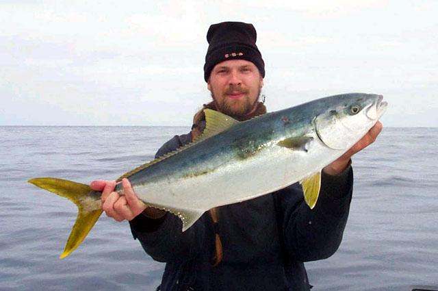 <i>Seriola dorsalis</i>, aka California Yellowtail