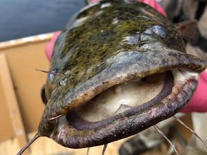 Flathead catfish