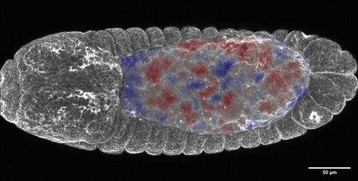 Modelorganismus der Studie: Embryo der Fruchtfliege (Drosophila) in der Rückenansicht. In den rot gefärbten Bereichen synchronisieren die Zellen ihre mechanische Zugkraft. Skalenbalken: 50 Mikrometer = 0,05 Millimeter