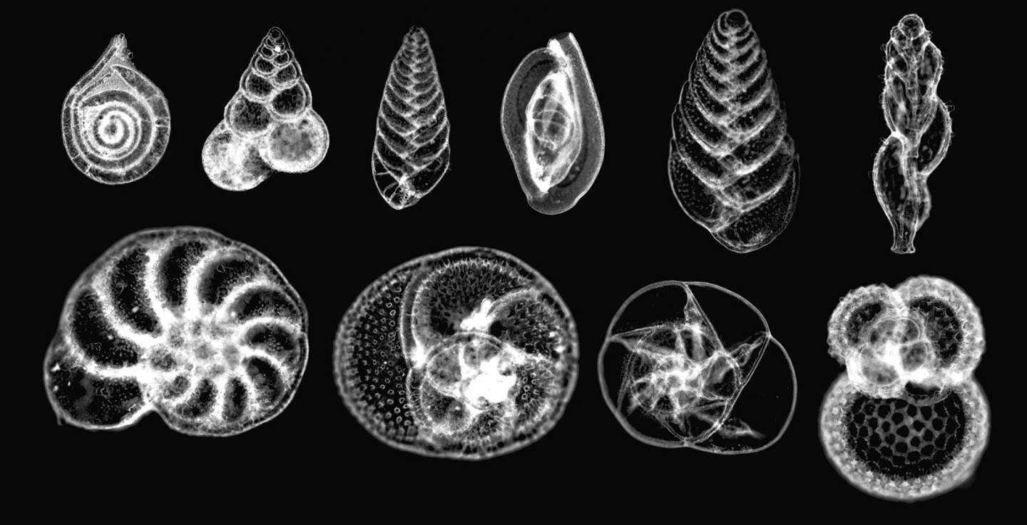 Foraminiferans