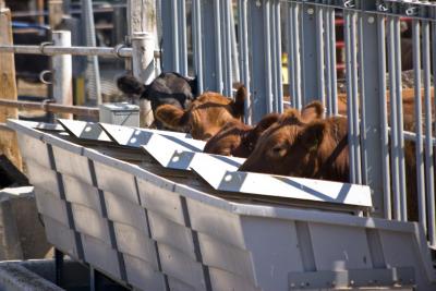 Cows Eating Less, but Gaining Weight