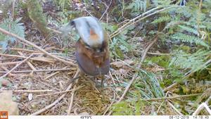 Trail camera video