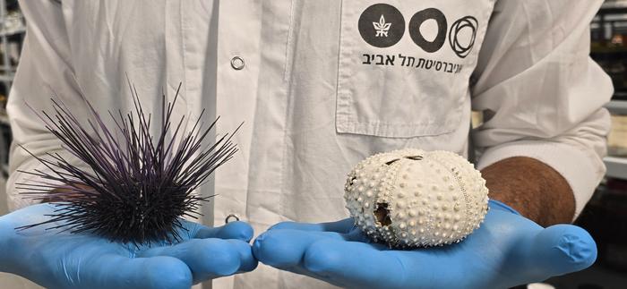 The sea urchin Diadema setosum before (left) and after (right) mortality.