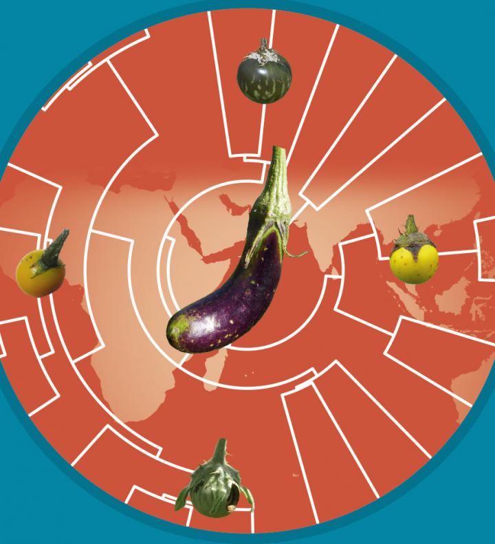 Eggplant