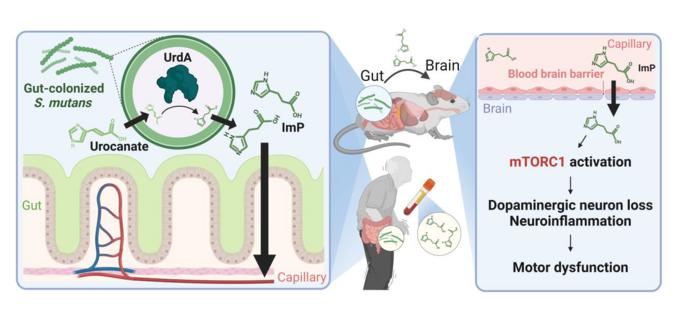 Diagram of Metabolite Accumulation in the Brain and Parkinson’s disease Induction Following Oral Bacteria Colonization in the Gut
