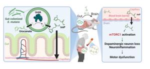 Diagram of Metabolite Accumulation in the Brain and Parkinson’s disease Induction Following Oral Bacteria Colonization in the Gut