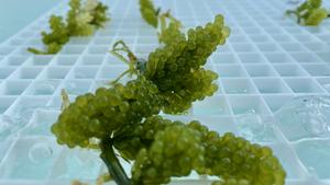 Seaweed integration boosts efficiency and cuts waste in aquaculture, study finds