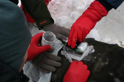Transmitter for an Elephant Seal