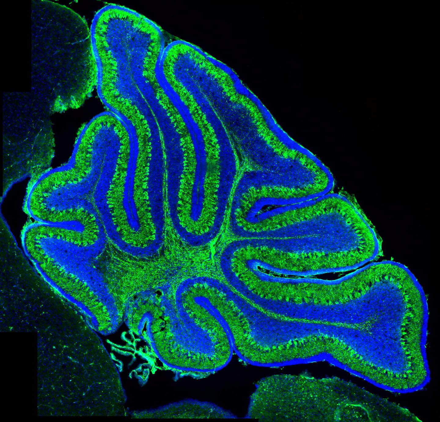 Mouse Cerebellum