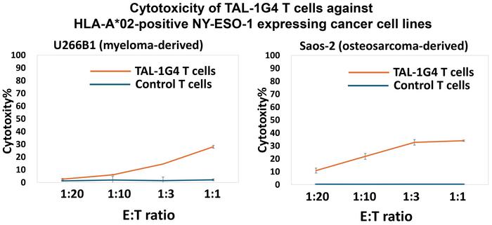 1G4-TCR T cells kill human cancer cell lines expressing the NY-ESO-1 antigen