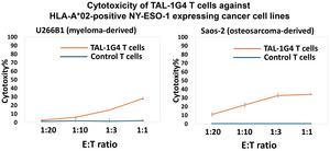 1G4-TCR T cells kill human cancer cell lines expressing the NY-ESO-1 antigen