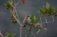 Rufous-collared Sparrow