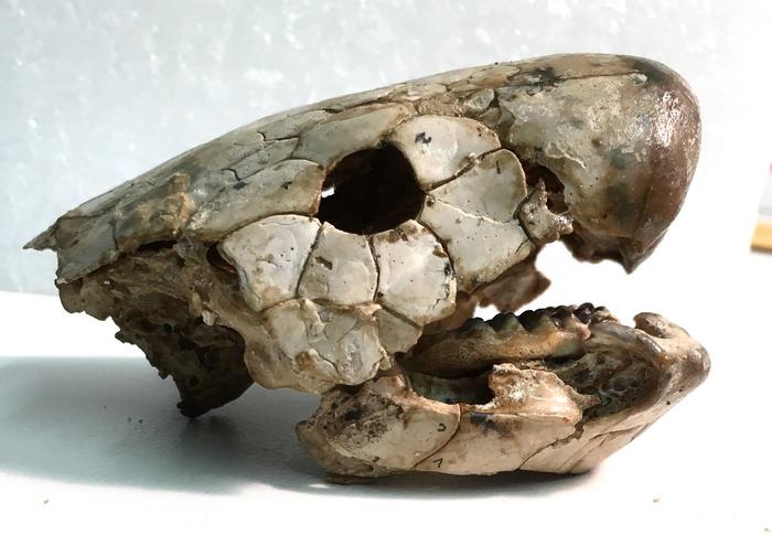 Gogo fossil fish