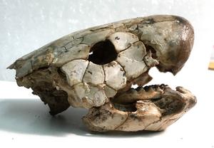 Gogo fossil fish