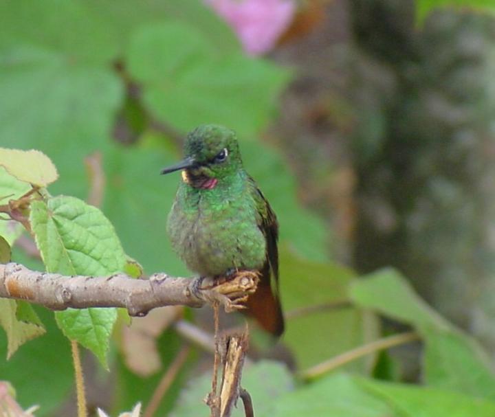 Male Brazilian Ruby