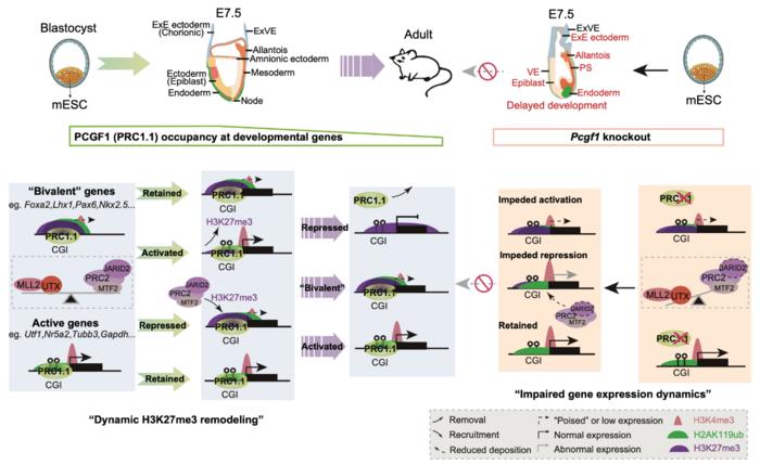 PCGF1 safeguards early lineage specification by coordinating chromatin regulators to balance pluripotency repression and developmental gene activation.