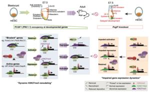 PCGF1 safeguards early lineage specification by coordinating chromatin regulators to balance pluripotency repression and developmental gene activation.