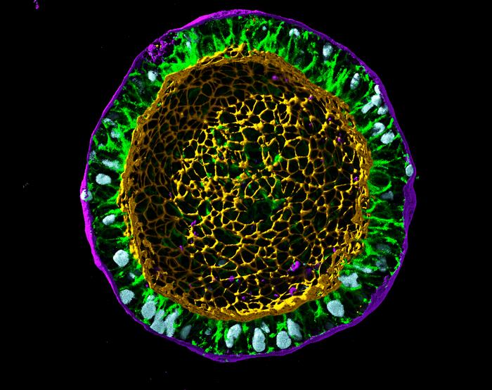 Allen Institute launches CellScapes initiative to transform our understanding of how human cells build tissues and organs