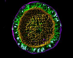 Allen Institute launches CellScapes initiative to transform our understanding of how human cells build tissues and organs