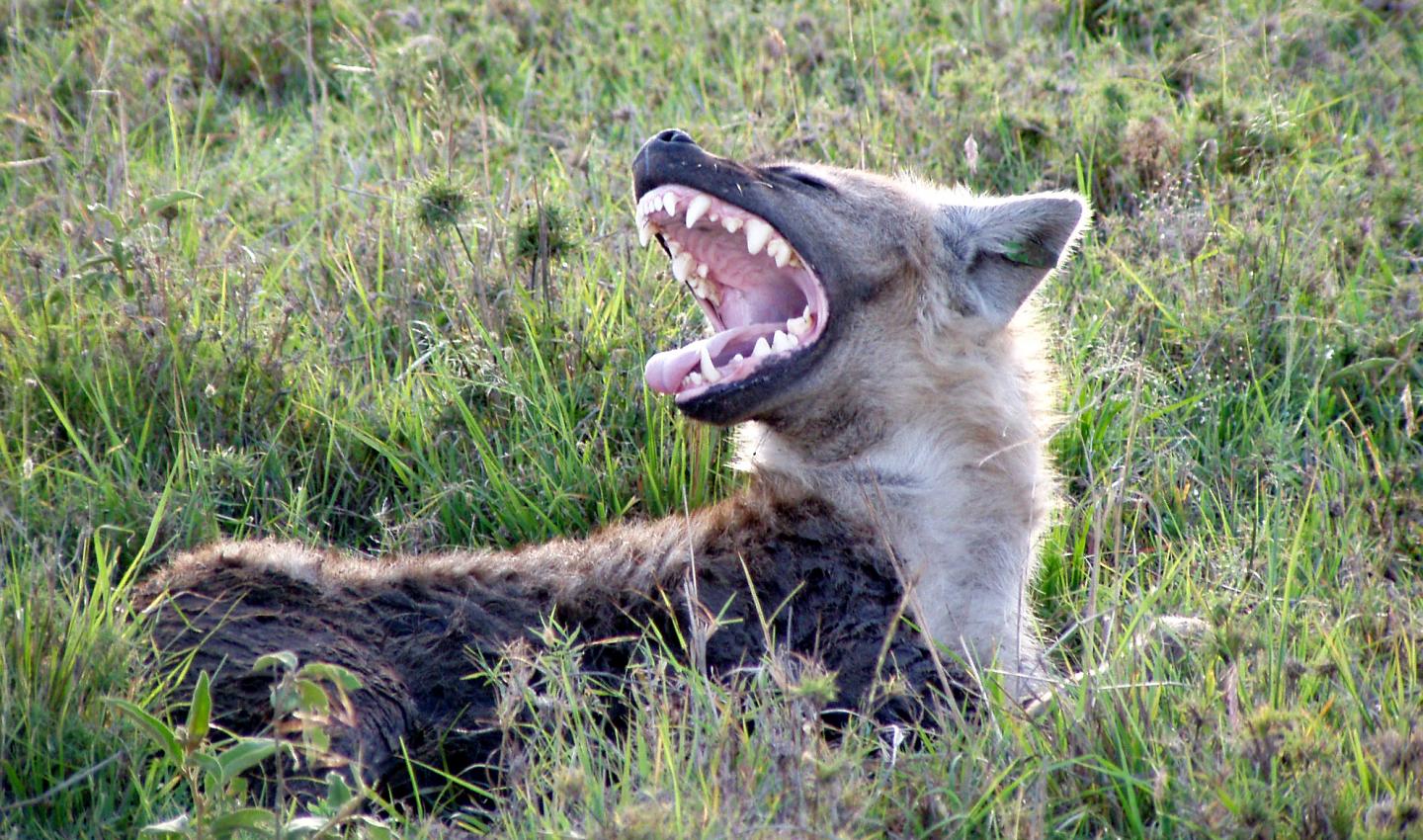 Hyena