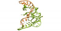 First 3-D Structure of the Enzymatic Role of DNA