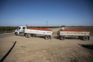 Tomato trucks leave the field