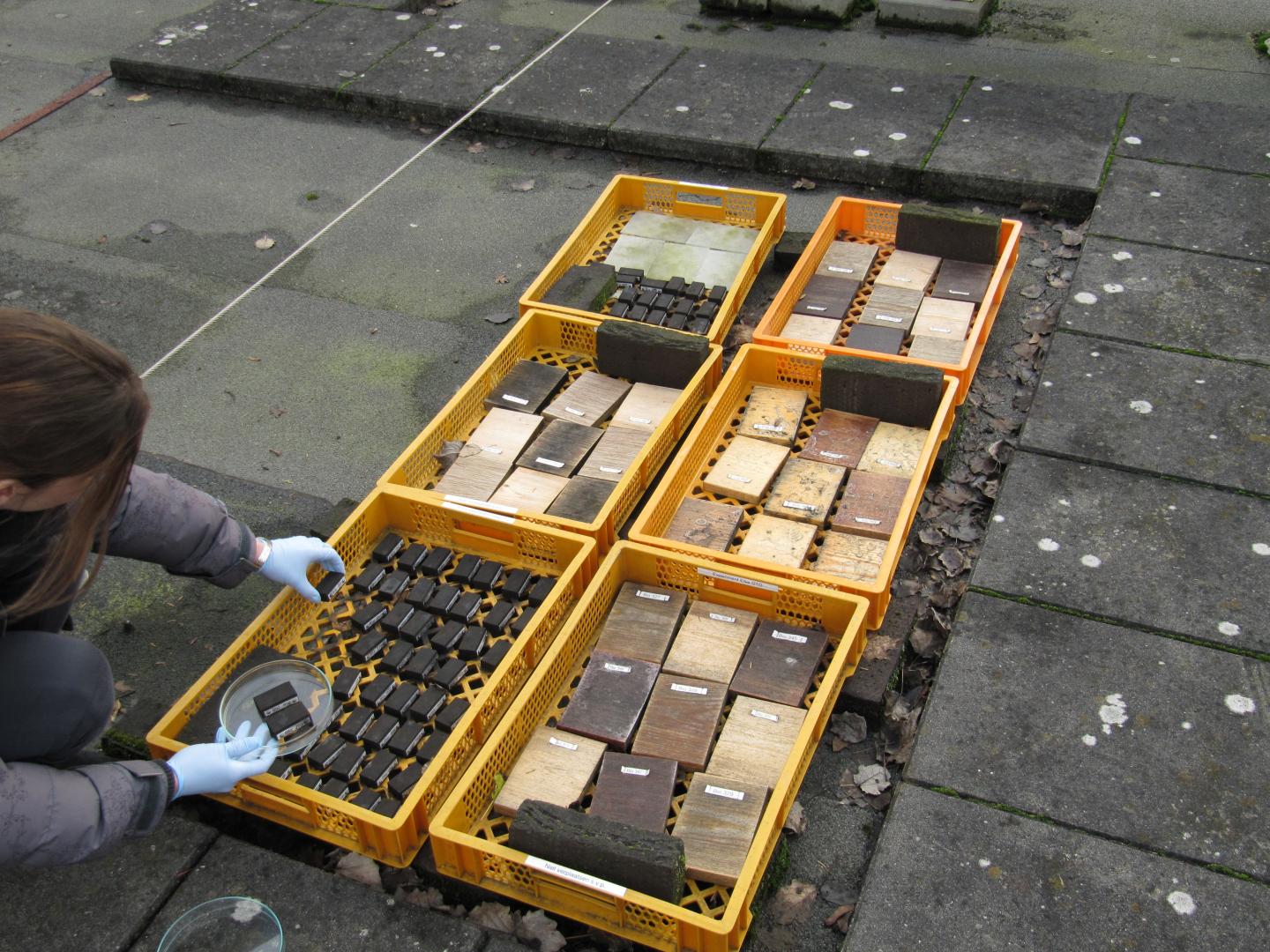 Test Bed of Wood Panels in The Netherlands