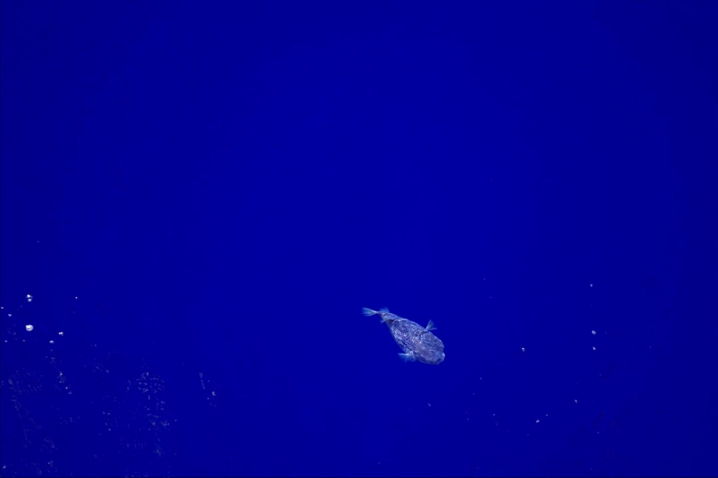 Puffer Fish