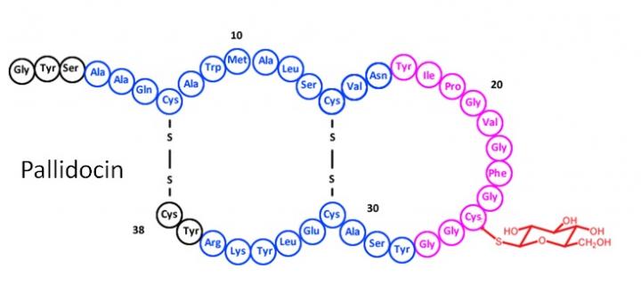 The Structure of Pallidocin
