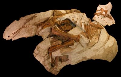 Dinosaur Skeleton