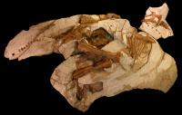 Dinosaur Skeleton