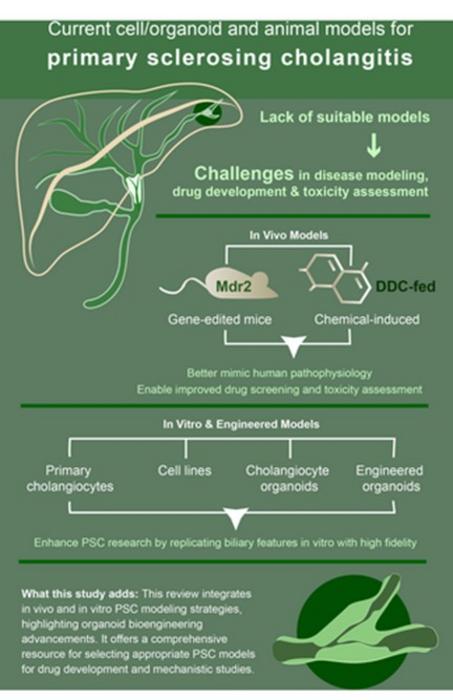 Current Models of Primary Sclerosing Cholangitis (PSC)