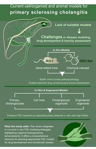 Current Models of Primary Sclerosing Cholangitis (PSC)