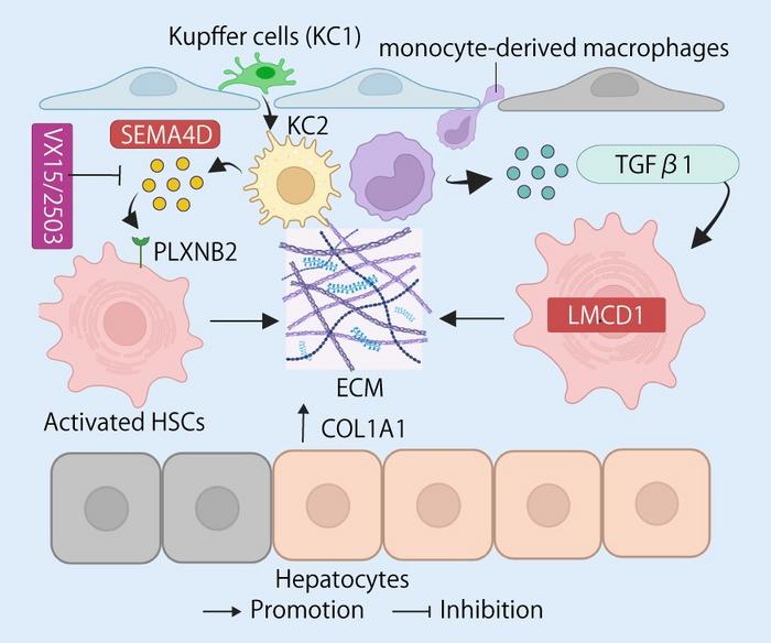 How immune cells drive liver scarring