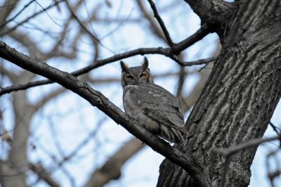 Great Horned Owl
