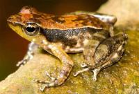 Indian Dancing Frog's Secretive Tadpoles Unearthed from Sand Beds (1 of 2)