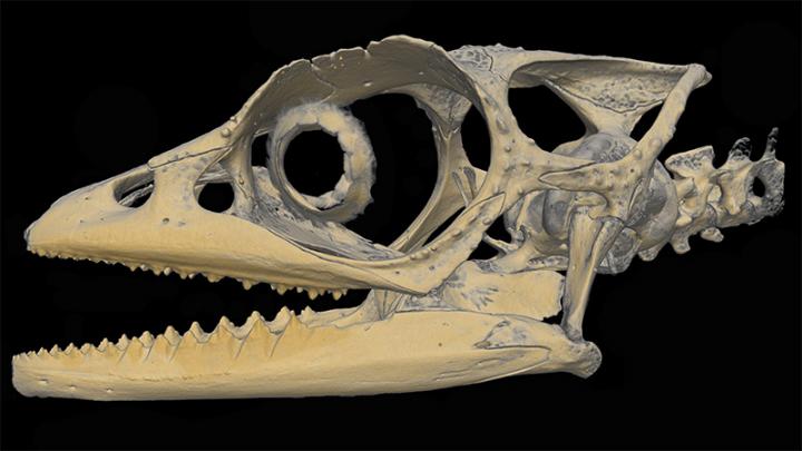 <I>Calumma vatosoa</I> Skull
