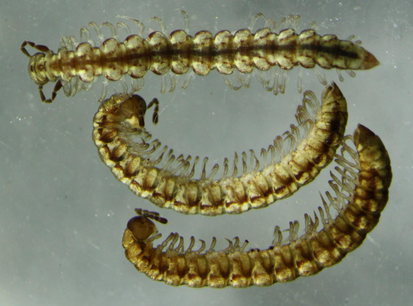 <i>Tasmaniosoma anubis</i>