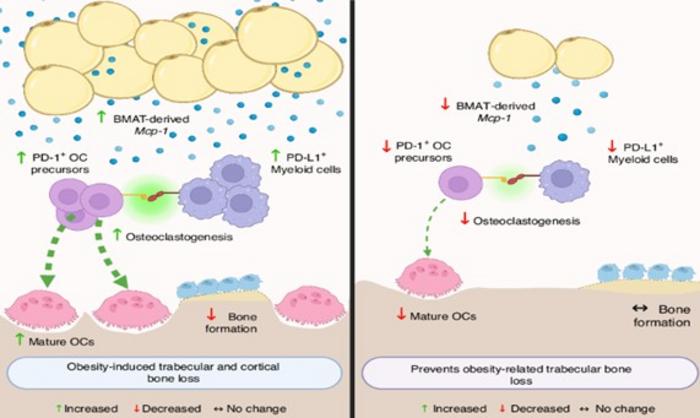 Bone marrow fat-driven immune suppression and bone loss pathway