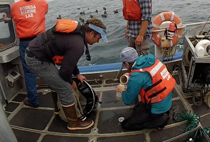 Collecting Foraminifera