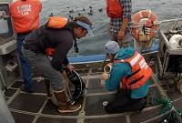 Collecting Foraminifera