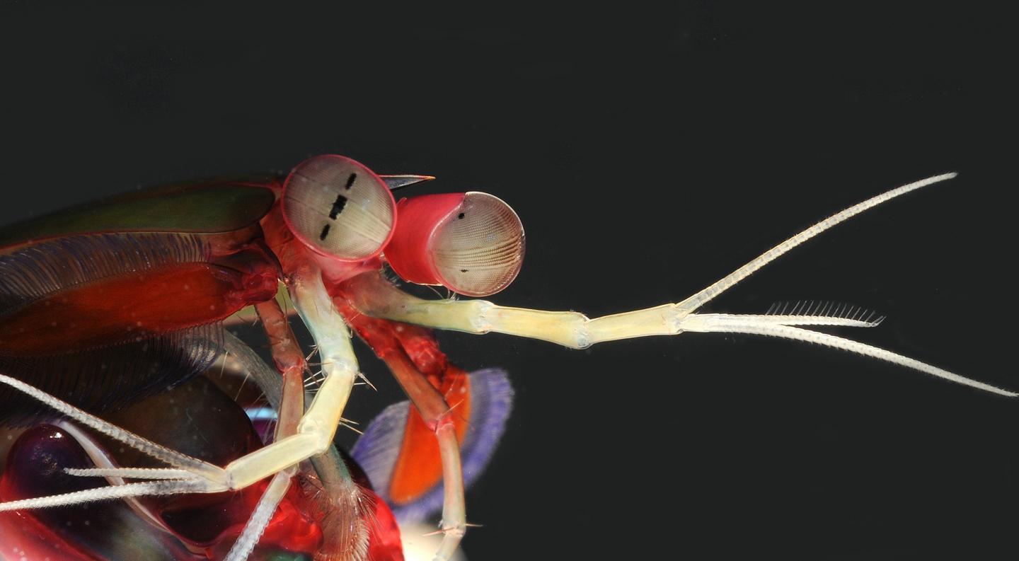 Mantis Shrimp
