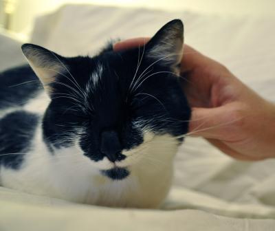 Stroking a Cat