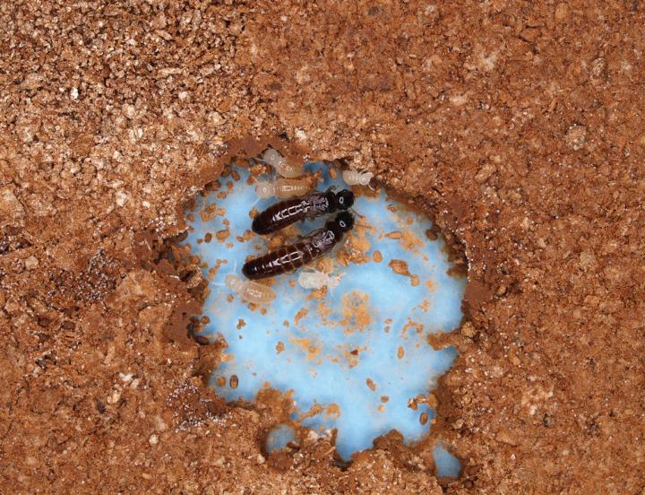 Termite Colony