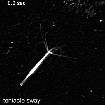 Automated Analysis of Hydra Behavior
